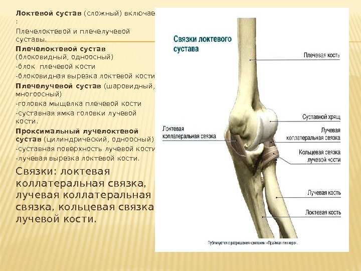 Локтевой сустав (сложный) включает : Плечелоктевой и плечелучевой суставы. Плечелоктевой сустав (блоковидный, одноосный) -блок