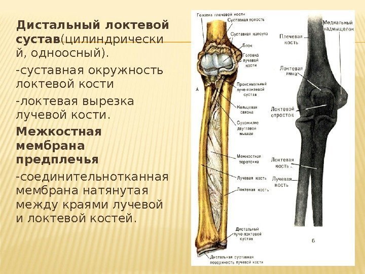 Дистальный локтевой сустав (цилиндрически й, одноосный).  -суставная окружность локтевой кости -локтевая вырезка лучевой