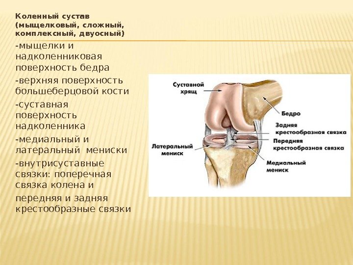 Коленный сустав (мыщелковый, сложный,  комплексный, двуосный) -мыщелки и надколенниковая поверхность бедра -верхняя поверхность