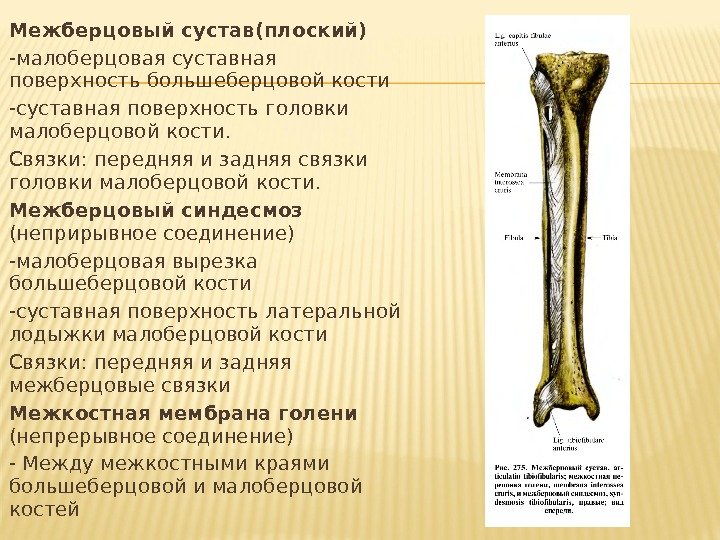 Межберцовый сустав(плоский) -малоберцовая суставная поверхность большеберцовой кости -суставная поверхность головки малоберцовой кости. Связки: передняя