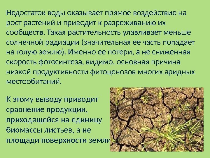 К этому выводу приводит сравнение продукции,  приходящейся на единицу биомассы листьев, а не