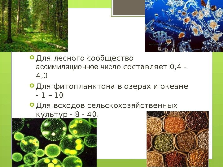  Для лесного сообщество ассимиляционное число составляет 0, 4 - 4, 0 Для фитопланктона