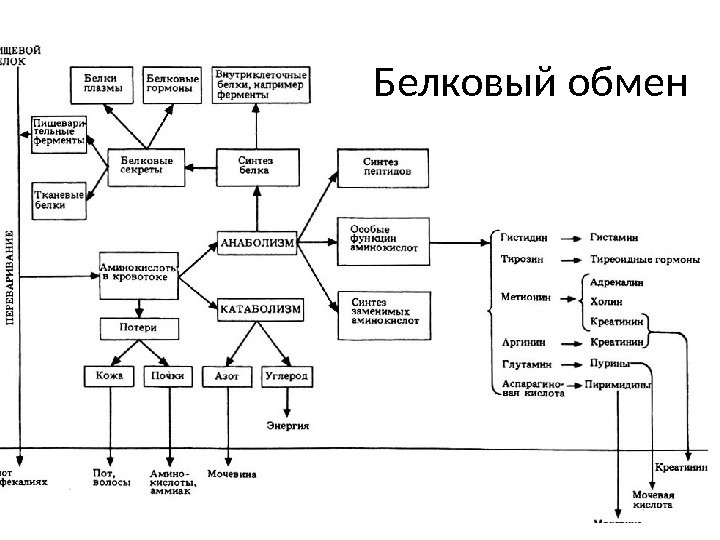 Белковый обмен 