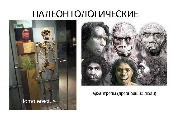 ПАЛЕОНТОЛОГИЧЕСКИЕ Homo erectus архантропы (древнейшие люди) 