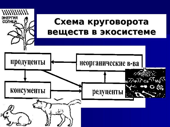 Схема круговорота веществ в экосистеме 