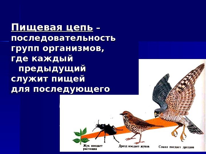 Пищевая цепь – – последовательность групп организмов,  где каждый предыдущий служит пищей для