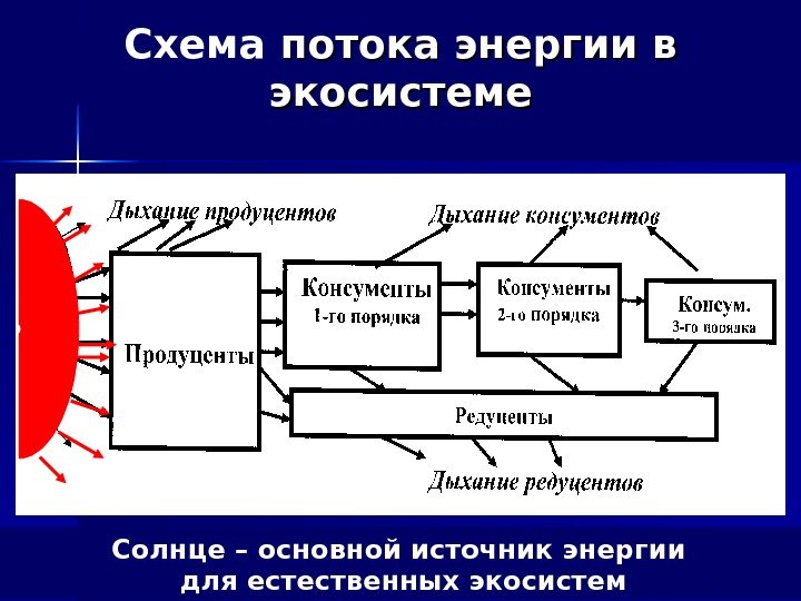 Схема потока энергии в экосистеме Солнце – основной источник энергии для естественных экосистем 