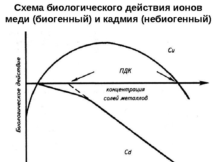 Схема биологического действия ионов меди (биогенный) и кадмия (небиогенный) 