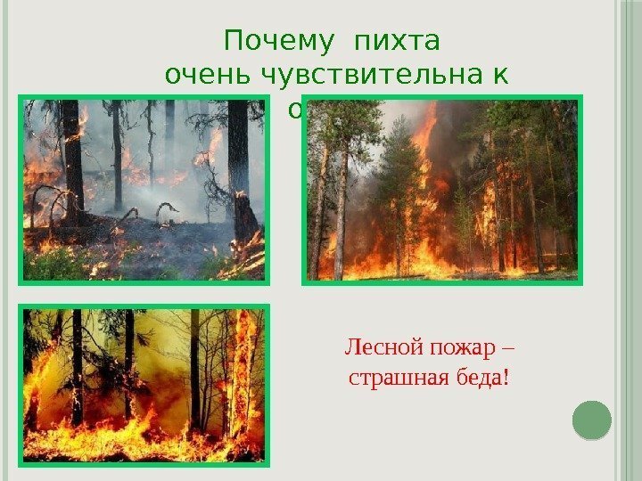 Почему пихта  очень чувствительна к огню? Лесной пожар – страшная беда! 