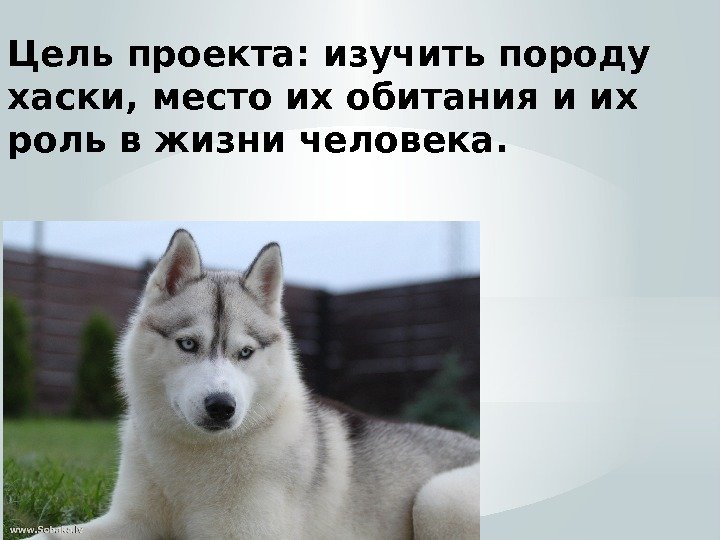 Цель проекта: изучить породу хаски, место их обитания и их роль в жизни человека.