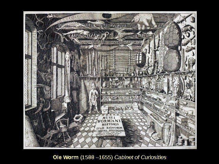   Ole Worm (1588 – 1655) Cabinet of Curiosities 