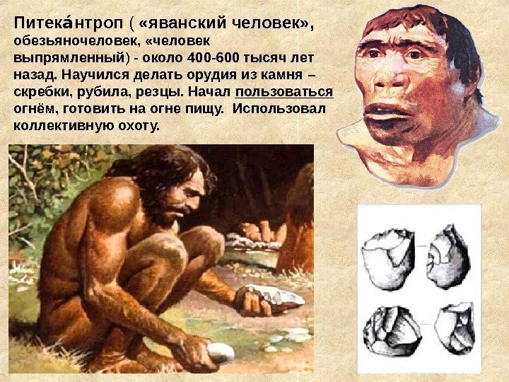   Питек нтропае (  «яванский человек» ,  обезьяночеловек,  «человек выпрямленный