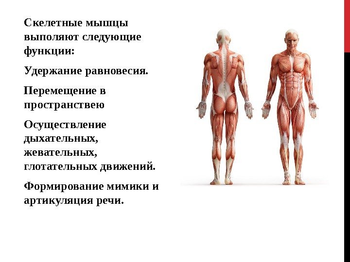Скелетные мышцы выполяют следующие функции: Удержание равновесия. Перемещение в пространствею Осуществление дыхательных,  жевательных,