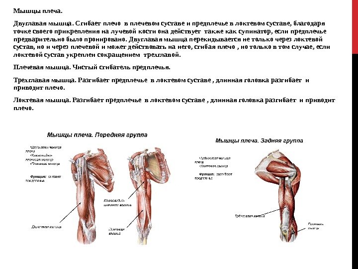 Мышцы плеча.  Двуглавая мышца. Сгибает плечо в плечевом суставе и предплечье в локтевом