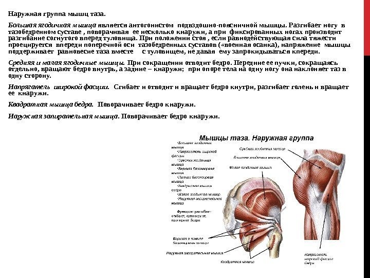 Наружная группа мышц таза. Большая ягодичная мышца является антогонистом подвздошно-поясничной мышцы. Разгибает ногу в