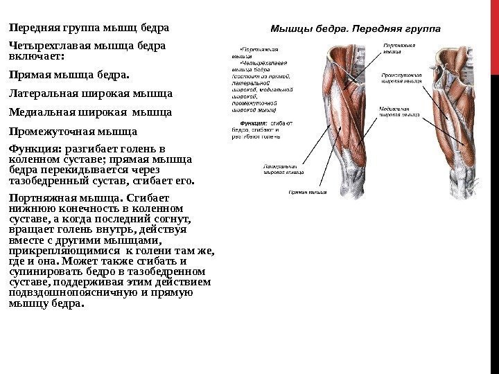 Передняя группа мышц бедра Четырехглавая мышца бедра включает: Прямая мышца бедра. Латеральная широкая мышца