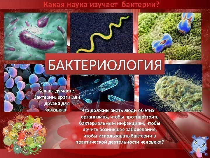 Какая наука изучает бактерии? БАКТЕРИОЛОГИЯ Как вы думаете,  бактерии: враги или друзья для