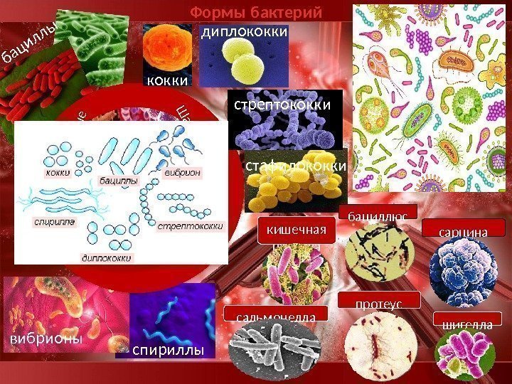 Формы бактерий. Ш арообразны е П алочковидны е Спиралевидные кокки диплококки стрептококки стафилококки спириллывибрионы