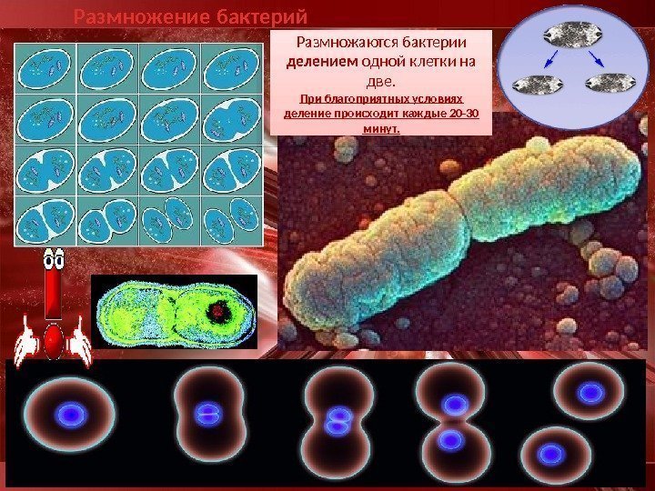 Размножение бактерий Размножаются бактерии делением одной клетки на две. При благоприятных условиях деление происходит