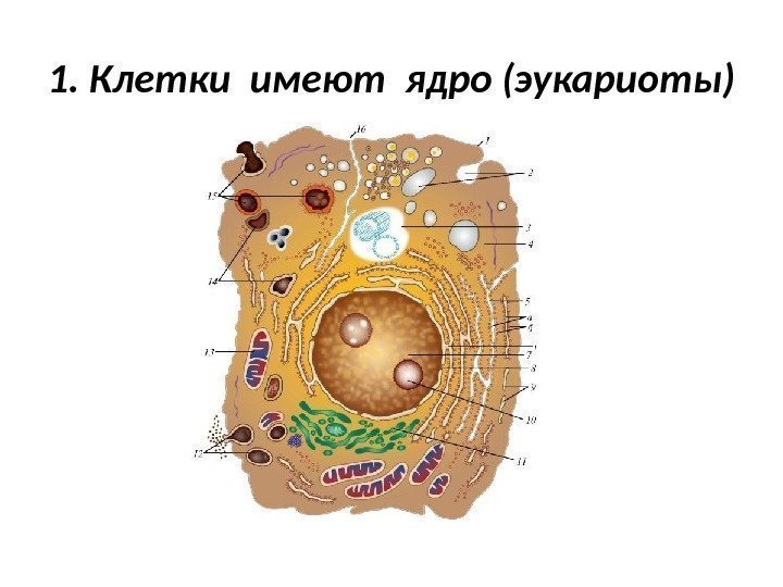 1. Клетки имеют ядро (эукариоты) 