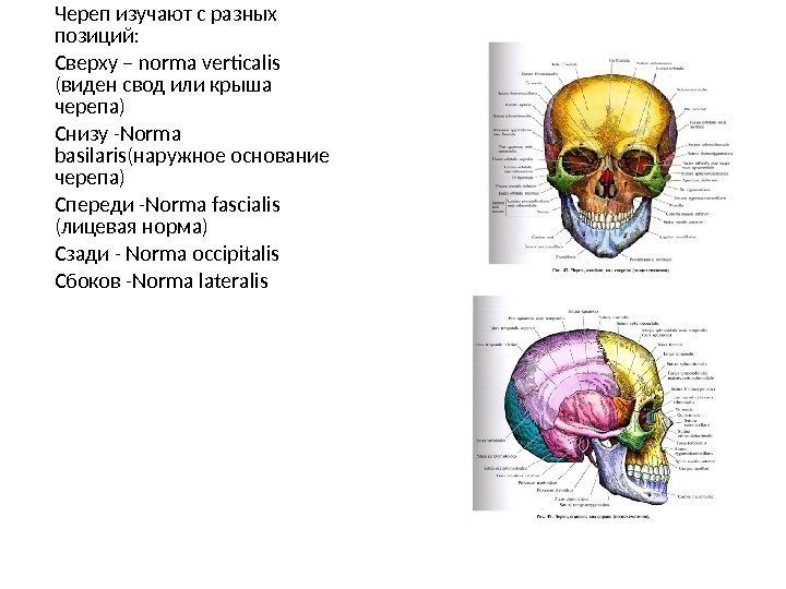 Череп изучают с разных позиций: Сверху – norma verticalis  (виден свод или крыша