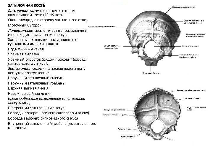 ЗАТЫЛОЧНАЯ КОСТЬ Базилярная часть срастается с телом клиновидной кости (18 -19 лет).  Скат