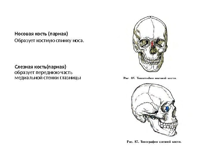 Носовая кость (парная) Образует костную спинку носа. Слезная кость(парная) образует переднюю часть медиальной стенки
