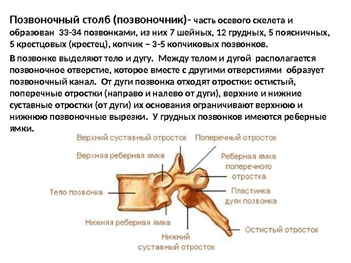 Позвоночный столб (позвоночник)- часть осевого скелета и образован 33 -34 позвонками, из них 7