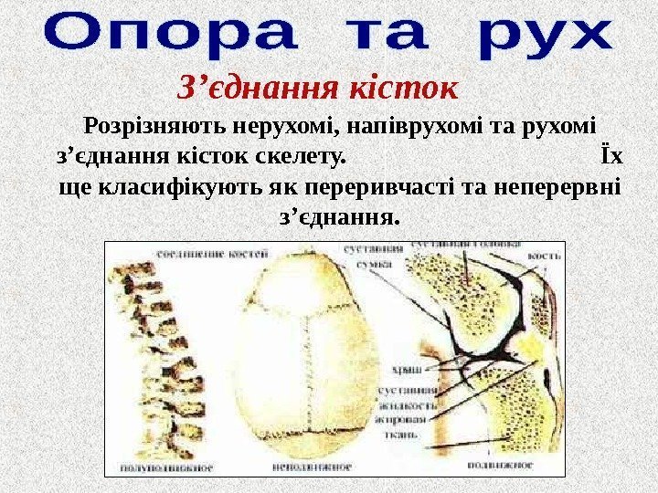 З ’ єднання кісток Розрізняють нерухомі, напіврухомі та рухомі з ’ єднання кісток скелету.