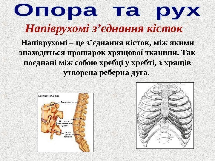 Напіврухомі з ’ єднання кісток Напіврухомі – це з ’ єднання кісток, між якими