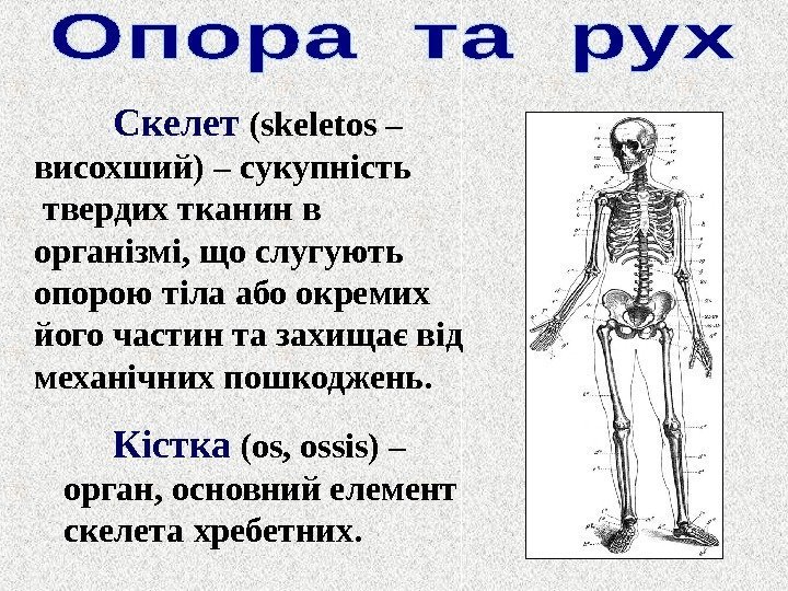 Скелет ( skeletos – в и сохший) – сукупність  тв е рд и
