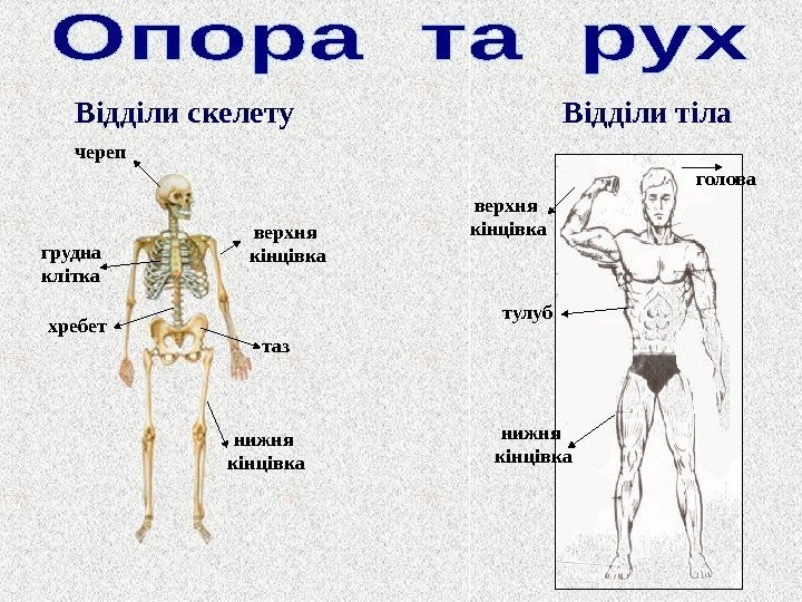 Відділи тіла. Відділи скелету череп хребет тазгрудна клітка нижня  кінцівка верхня кінцівка тулуб