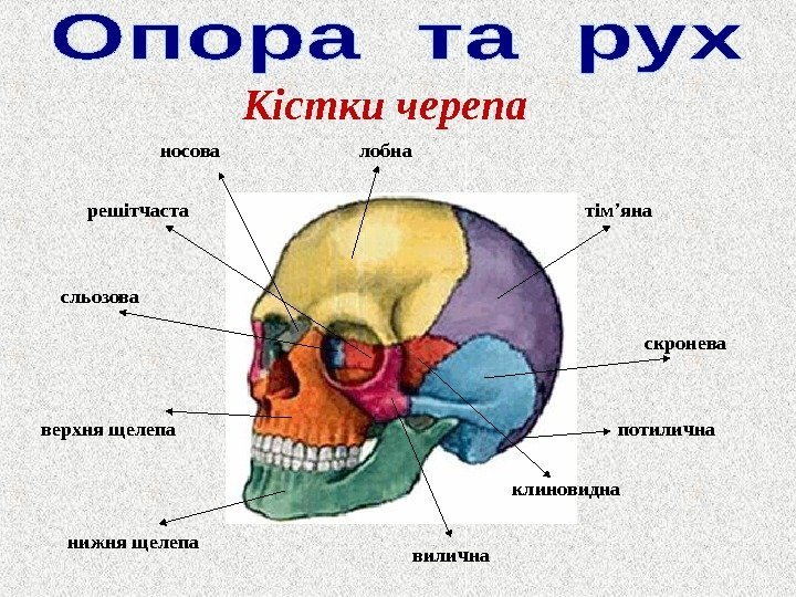 потиличнатім ’ яна скронева вилична клиновидналобнаносова решітчаста сльозова верхня щелепа нижня щелепа Кістки черепа