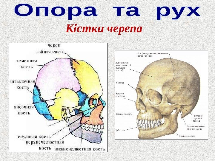 Кістки черепа 