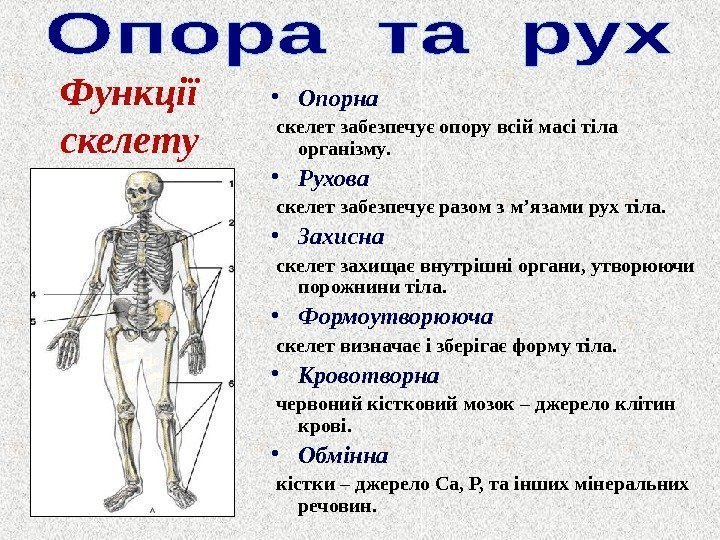  • Опорна  скелет забезпечує опору всій масі тіла  орган і зм