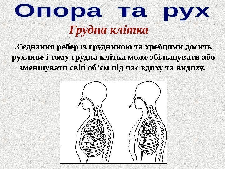 Грудна клітка З ’ єднання ребер із грудниною та хребцями досить рухливе і тому