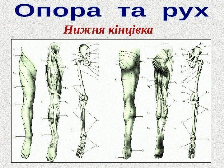 Нижня кінцівка 