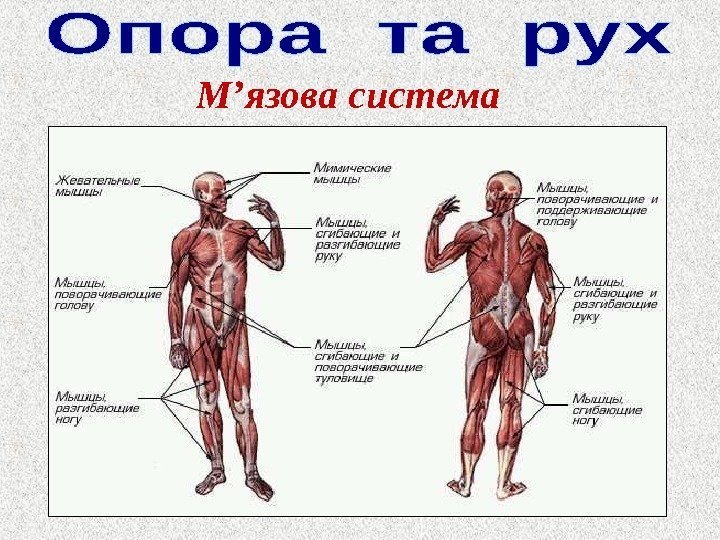 М ’ язова система 