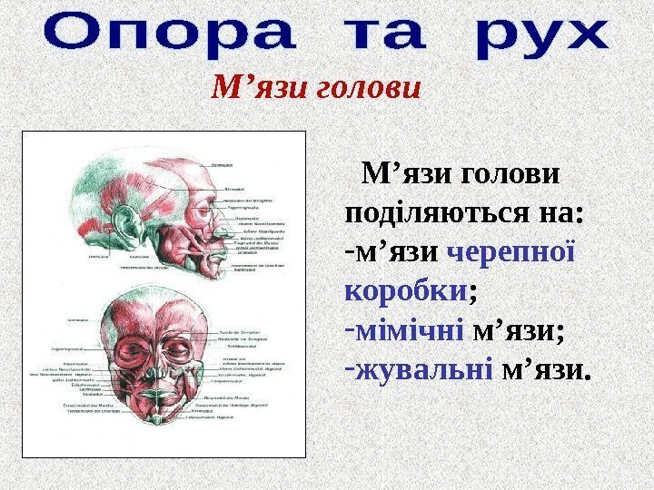 М ’ язи голови поділяються на: - м ’ язи черепної коробки ; -