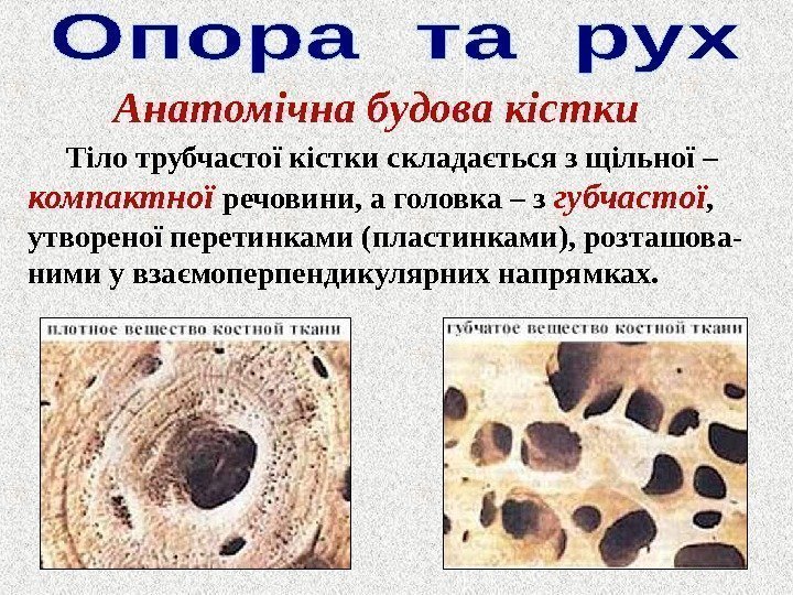 Анатомі чна б удова кістки  Тіло трубчастої кістки складається з щільної – компактної