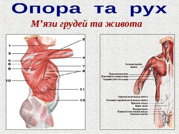 М ’ язи грудей та живота 