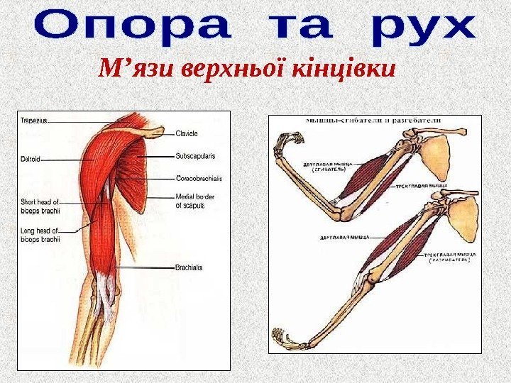 М ’ язи верхньої кінцівки 