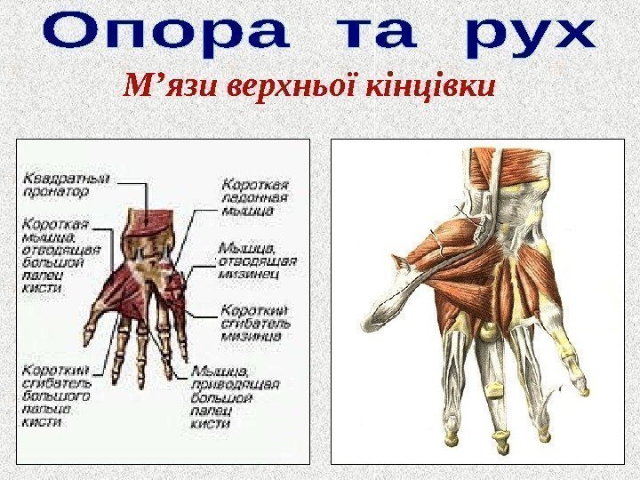 М ’ язи верхньої кінцівки 
