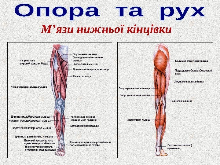 М ’ язи нижньої кінцівки 