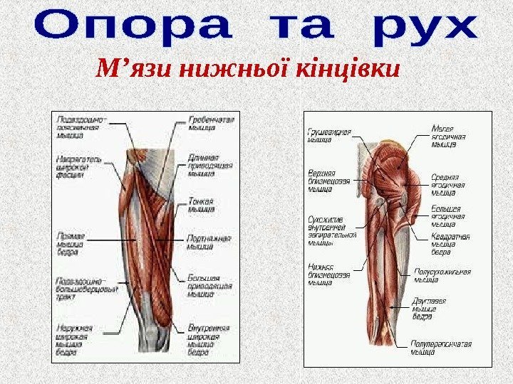 М ’ язи нижньої кінцівки 