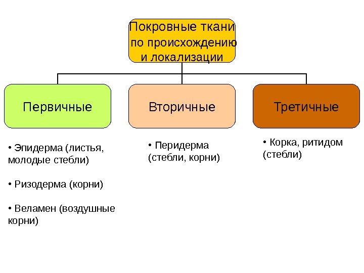   Покровные ткани  по происхождению и локализации Первичные Вторичные Третичные • 