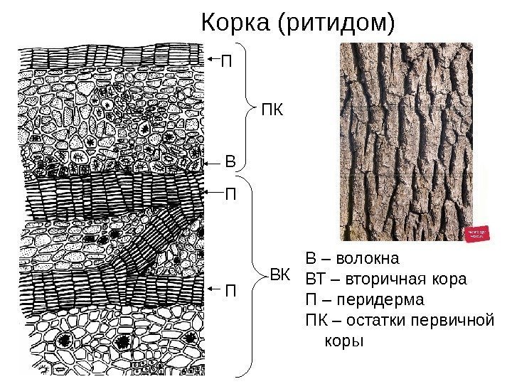   Корка (ритидом) П ПК ВКВ В – волокна ВТ – вторичная кора