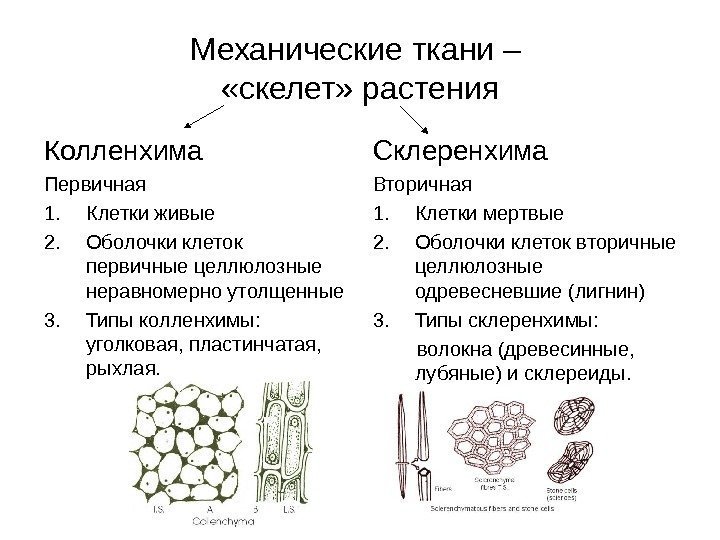   Механические ткани –  «скелет» растения Колленхима Первичная 1. Клетки живые 2.