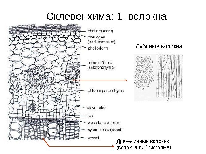   Склеренхима :  1. волокна Лубяные волокна Древесинные волокна (волокна либриформа) 