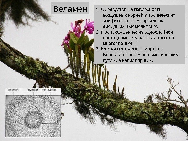   1. Образуется на поверхности воздушных корней у тропических эпифитов из сем. орхидных,